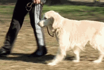 褒め方と叱り方