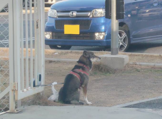 犬の留守番のしつけ