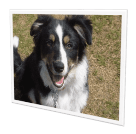 上下関係のしつけ